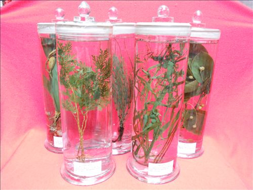 中草藥浸制標(biāo)本